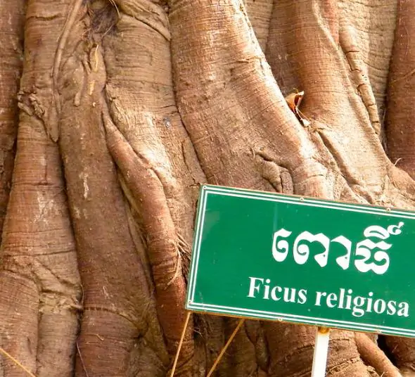 Ficus religiosa - Religious fig, Sacred fig - Image 12