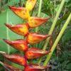 Heliconia champneiana 'Splash' - Heliconia Freckles, Heliconia Splash - Image 2