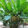 Heliconia champneiana 'Splash' - Heliconia Freckles, Heliconia Splash - Image 3