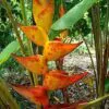 Heliconia champneiana 'Splash' - Heliconia Freckles, Heliconia Splash - Image 4