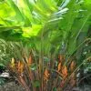 Heliconia champneiana 'Splash' - Heliconia Freckles, Heliconia Splash - Image 5
