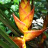 Heliconia champneiana 'Splash' - Heliconia Freckles, Heliconia Splash - Image 6