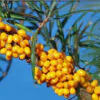Hippophae rhamnoides / Elaeagnus rhamnoides - Sea Buckthorn