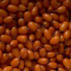Hippophae rhamnoides / Elaeagnus rhamnoides - Sea Buckthorn - Image 2