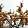 Hippophae rhamnoides / Elaeagnus rhamnoides - Sea Buckthorn - Image 3