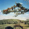 Hippophae rhamnoides / Elaeagnus rhamnoides - Sea Buckthorn - Image 4