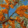 Hippophae rhamnoides / Elaeagnus rhamnoides - Sea Buckthorn - Image 5