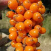 Hippophae rhamnoides / Elaeagnus rhamnoides - Sea Buckthorn - Image 6