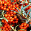 Hippophae rhamnoides / Elaeagnus rhamnoides - Sea Buckthorn - Image 7