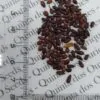Hippophae rhamnoides / Elaeagnus rhamnoides - Sea Buckthorn - Image 8