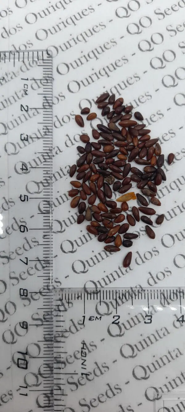 Hippophae rhamnoides / Elaeagnus rhamnoides - Sea Buckthorn - Image 8