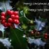 Ilex aquifolium - English Holly, Christmas Shrub, Christ Thorn - Image 2