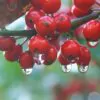 Ilex aquifolium - English Holly, Christmas Shrub, Christ Thorn - Image 3
