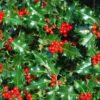 Ilex aquifolium - English Holly, Christmas Shrub, Christ Thorn - Image 4