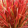 Imperata cylindrica / Lagurus cylindricus / Imperata arundinacea - Cogongrass, Kunai Grass, Japanese Bloodgrass, Blady Grass, Satintail, Spear Grass, Sword Grass, Thatch Grass - Image 3