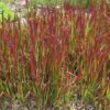 Imperata cylindrica / Lagurus cylindricus / Imperata arundinacea - Cogongrass, Kunai Grass, Japanese Bloodgrass, Blady Grass, Satintail, Spear Grass, Sword Grass, Thatch Grass - Image 4