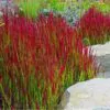 Imperata cylindrica / Lagurus cylindricus / Imperata arundinacea - Cogongrass, Kunai Grass, Japanese Bloodgrass, Blady Grass, Satintail, Spear Grass, Sword Grass, Thatch Grass - Image 5