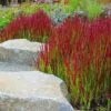 Imperata cylindrica / Lagurus cylindricus / Imperata arundinacea - Cogongrass, Kunai Grass, Japanese Bloodgrass, Blady Grass, Satintail, Spear Grass, Sword Grass, Thatch Grass - Image 6