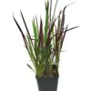 Imperata cylindrica / Lagurus cylindricus / Imperata arundinacea - Cogongrass, Kunai Grass, Japanese Bloodgrass, Blady Grass, Satintail, Spear Grass, Sword Grass, Thatch Grass - Image 7