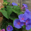 Ipomoea purpurea - Trepadeira morning glory, morning glory, rope of viola, ringer - Image 2