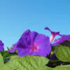 Ipomoea purpurea - Trepadeira morning glory, morning glory, rope of viola, ringer - Image 3