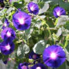 Ipomoea purpurea - Trepadeira morning glory, morning glory, rope of viola, ringer - Image 4