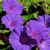 Ipomoea purpurea - Trepadeira morning glory, morning glory, rope of viola, ringer - Image 5