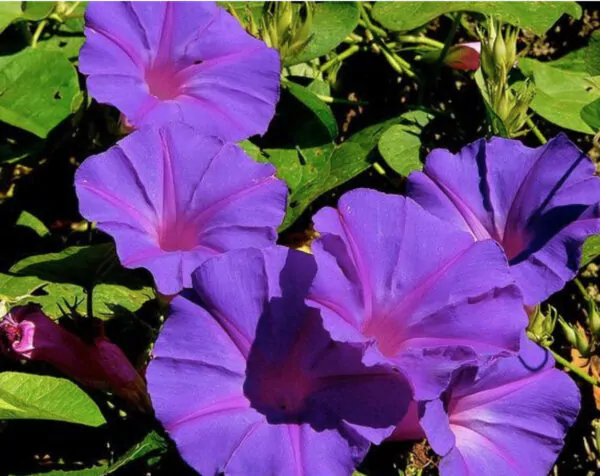 Ipomoea purpurea - Trepadeira morning glory, morning glory, rope of viola, ringer - Image 5