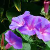 Ipomoea purpurea - Trepadeira morning glory, morning glory, rope of viola, ringer - Image 6