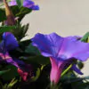 Ipomoea purpurea - Trepadeira morning glory, morning glory, rope of viola, ringer - Image 7