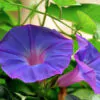 Ipomoea purpurea - Trepadeira morning glory, morning glory, rope of viola, ringer - Image 8