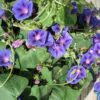 Ipomoea purpurea - Trepadeira morning glory, morning glory, rope of viola, ringer - Image 9