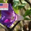 Ipomoea purpurea - Trepadeira morning glory, morning glory, rope of viola, ringer - Image 10