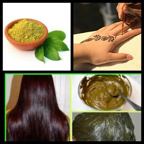 Lawsonia inermis - Henna Herb Tatoo - Image 6