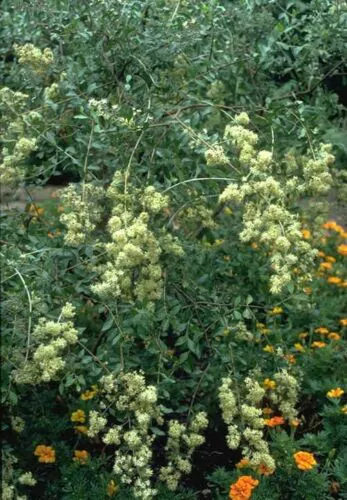 Lawsonia inermis - Henna Herb Tatoo - Image 8