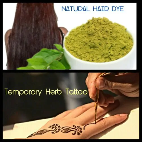 Lawsonia inermis - Henna Herb Tatoo - Image 9