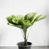 Licuala grandis / Pritchardia grandis - Ruffled Fan Palm, Vanuatu Fan Palm, Palas Palm - Image 2