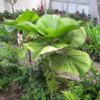 Licuala grandis / Pritchardia grandis - Ruffled Fan Palm, Vanuatu Fan Palm, Palas Palm - Image 4