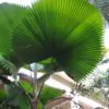 Licuala grandis / Pritchardia grandis - Ruffled Fan Palm, Vanuatu Fan Palm, Palas Palm - Image 5