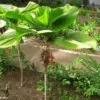 Licuala grandis / Pritchardia grandis - Ruffled Fan Palm, Vanuatu Fan Palm, Palas Palm - Image 6