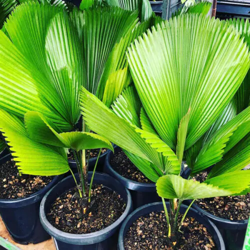 Licuala grandis / Pritchardia grandis - Ruffled Fan Palm, Vanuatu Fan Palm, Palas Palm - Image 8