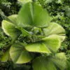 Licuala grandis / Pritchardia grandis - Ruffled Fan Palm, Vanuatu Fan Palm, Palas Palm - Image 9