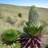 Lobelia gregoriana ssp. gregorian / Lobelia deckenii ssp. keniensis - Giant lobelia, lobelia gin tonic, lobelia tree