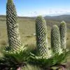 Lobelia gregoriana ssp. gregorian / Lobelia deckenii ssp. keniensis - Giant lobelia, lobelia gin tonic, lobelia tree - Image 2
