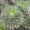 Lobelia gregoriana ssp. gregorian / Lobelia deckenii ssp. keniensis - Giant lobelia, lobelia gin tonic, lobelia tree - Image 3