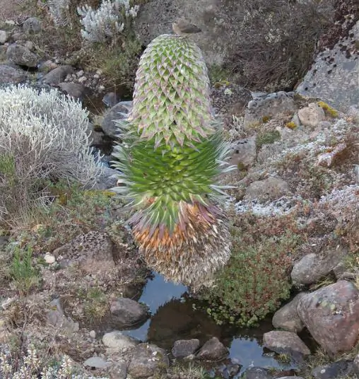 Lobelia gregoriana ssp. gregorian / Lobelia deckenii ssp. keniensis - Giant lobelia, lobelia gin tonic, lobelia tree - Image 6
