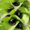 Lobelia gregoriana ssp. gregorian / Lobelia deckenii ssp. keniensis - Giant lobelia, lobelia gin tonic, lobelia tree - Image 7