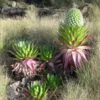 Lobelia gregoriana ssp. gregorian / Lobelia deckenii ssp. keniensis - Giant lobelia, lobelia gin tonic, lobelia tree - Image 8
