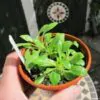 Lobelia gregoriana ssp. gregorian / Lobelia deckenii ssp. keniensis - Giant lobelia, lobelia gin tonic, lobelia tree - Image 12