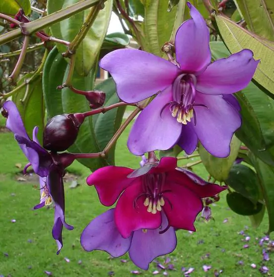 Meriania nobilis - Motley Meriania, Manacá Colombiano, Meriania, Amarrabollo, Amaraboyo - Image 9